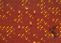 Thumbnail for version as of 06:05, 31 July 2025